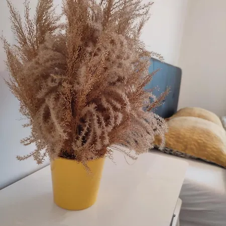 Sedra Apartment
